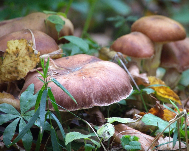 Грибы подольховники фото