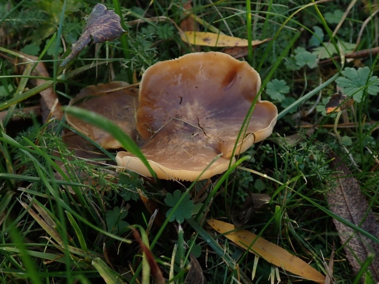 Гриб Янтарный млечник