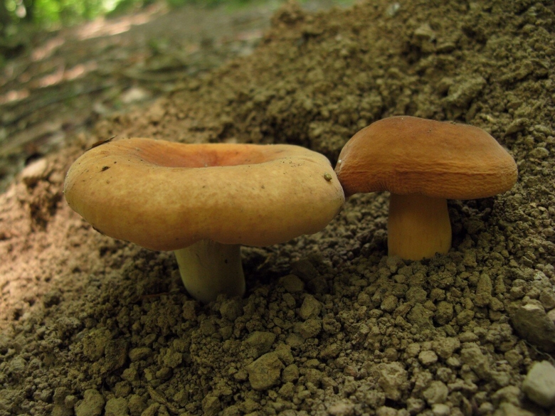 Млечник подорешник гриб