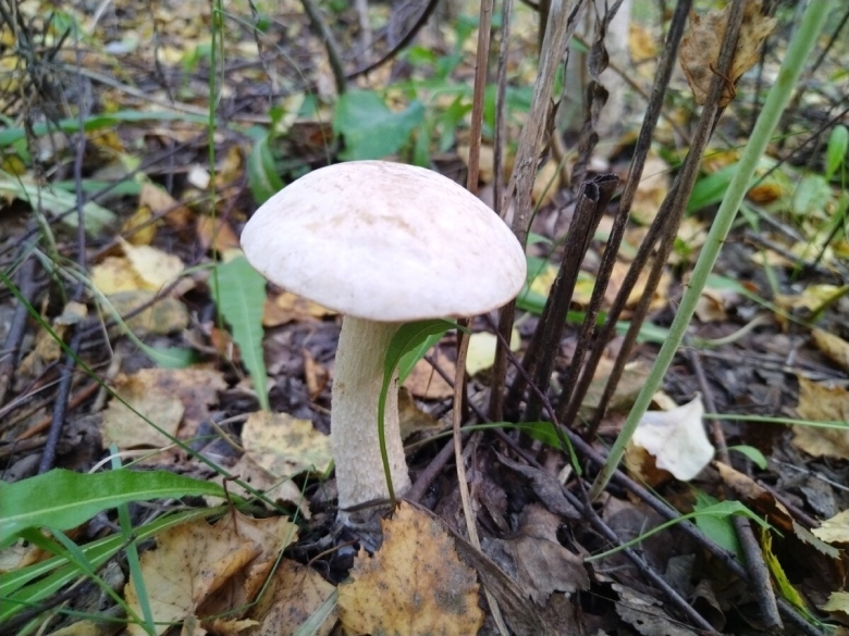 Осиновик подосиновик белый