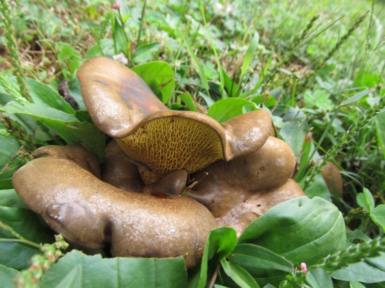 Гиродон мерулиусовидный