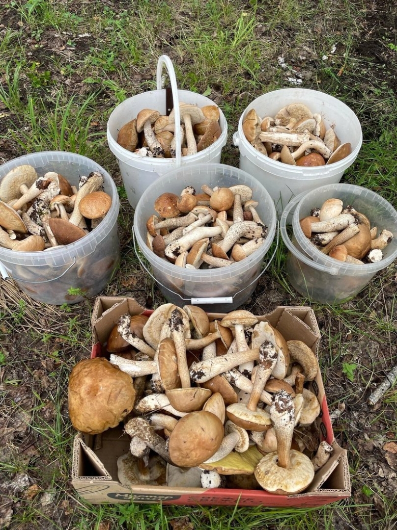 Грибы в Свердловской области