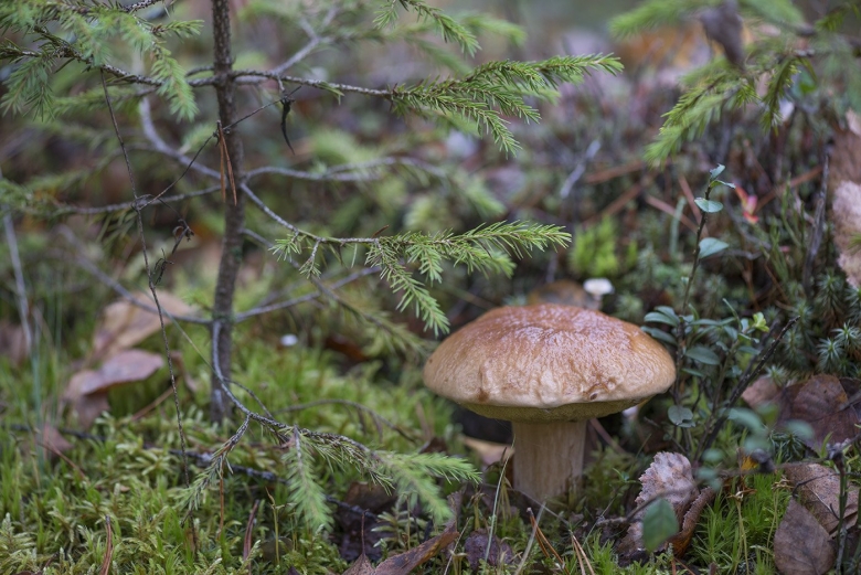 Съедобные грибы Кировской области