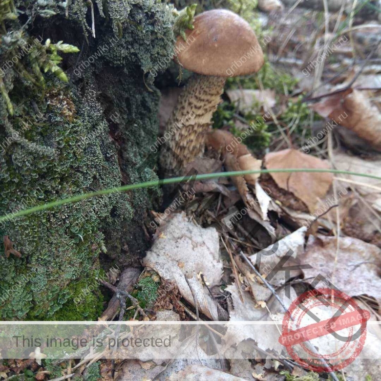 Подольховники грибы