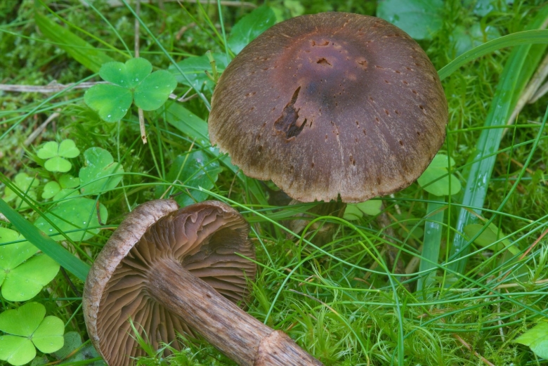 Cortinarius evernius