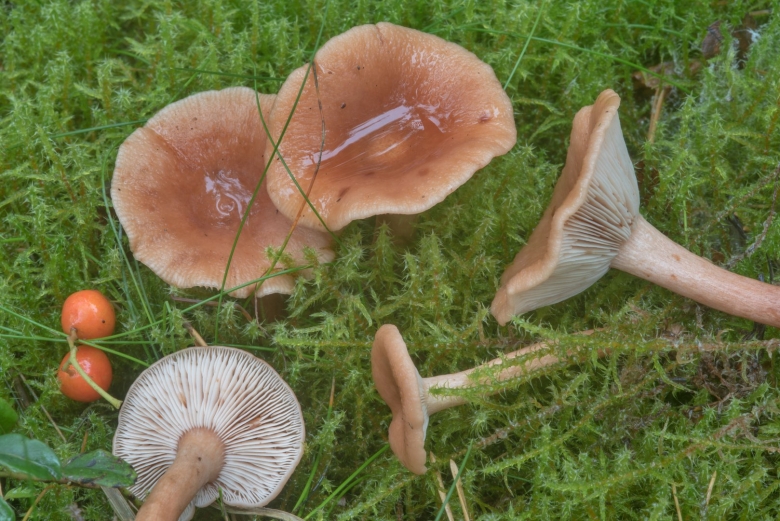 Млечник чахлый гриб