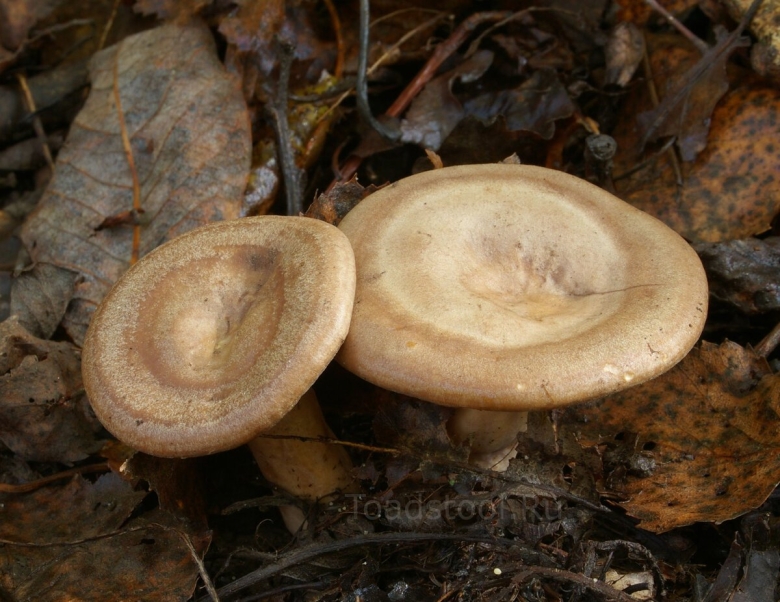 Млечник жгуче млечный