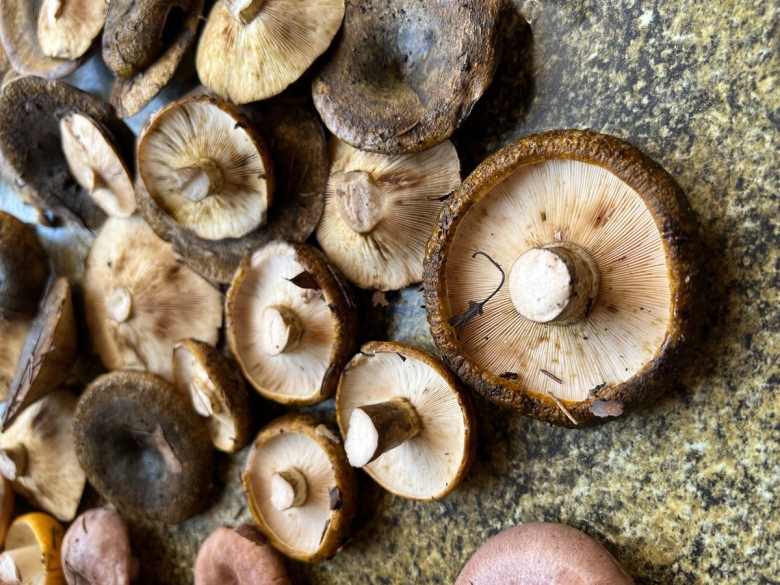 Грузди черные