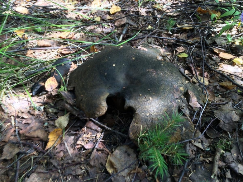 Гриб черный груздь