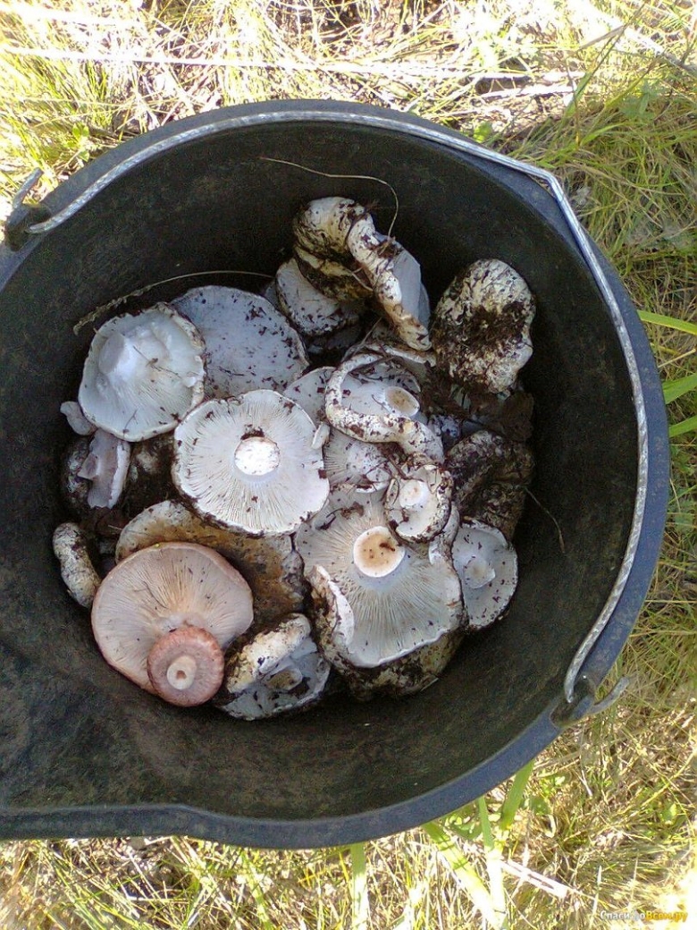 Серухи грибы