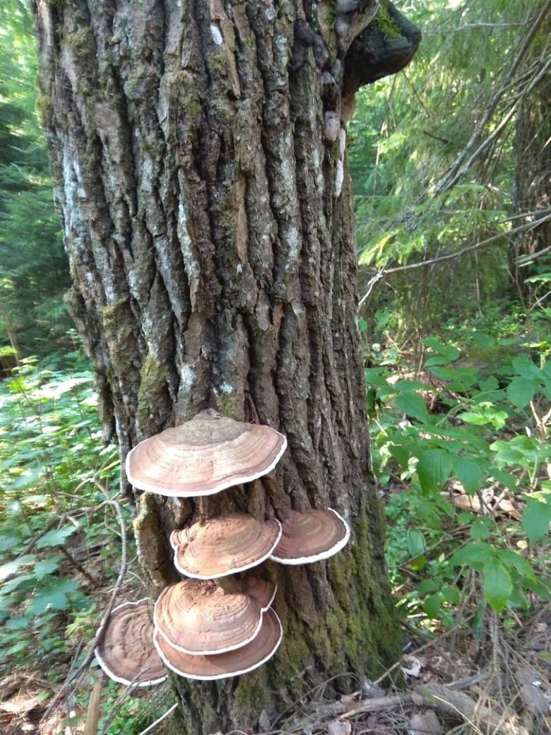 Трутовик Щелелистник обыкновенный