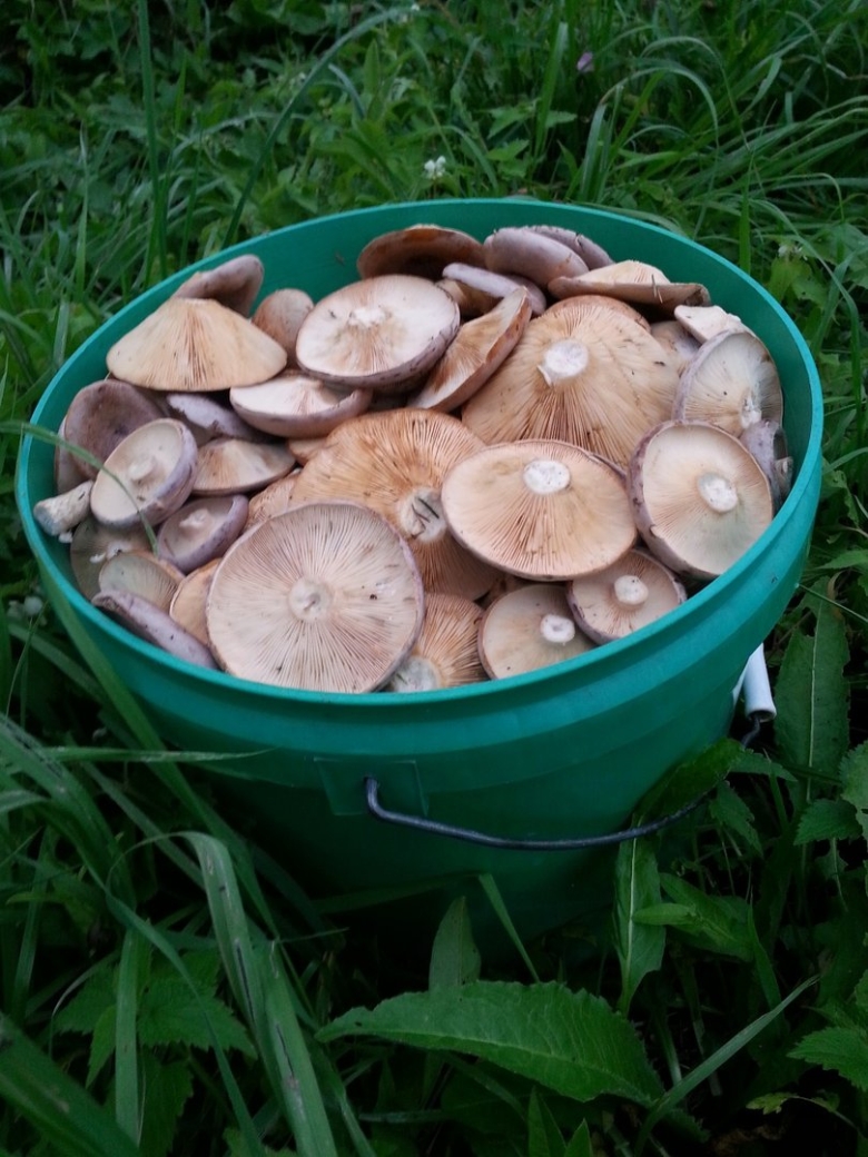 Грибы серушки сушеные