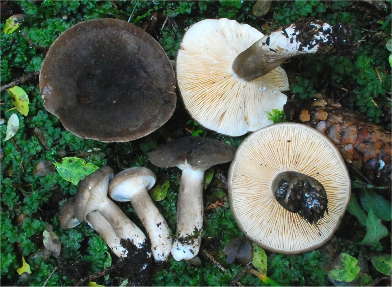 Млечник гриб серушка