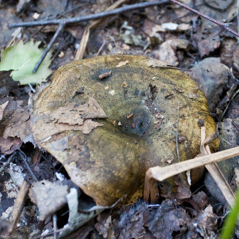 Черныши грибы фото