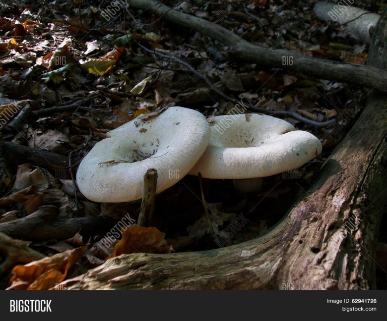 Груздь белый ложный скрипица