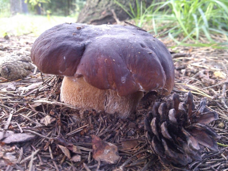Под дуплянка гриб