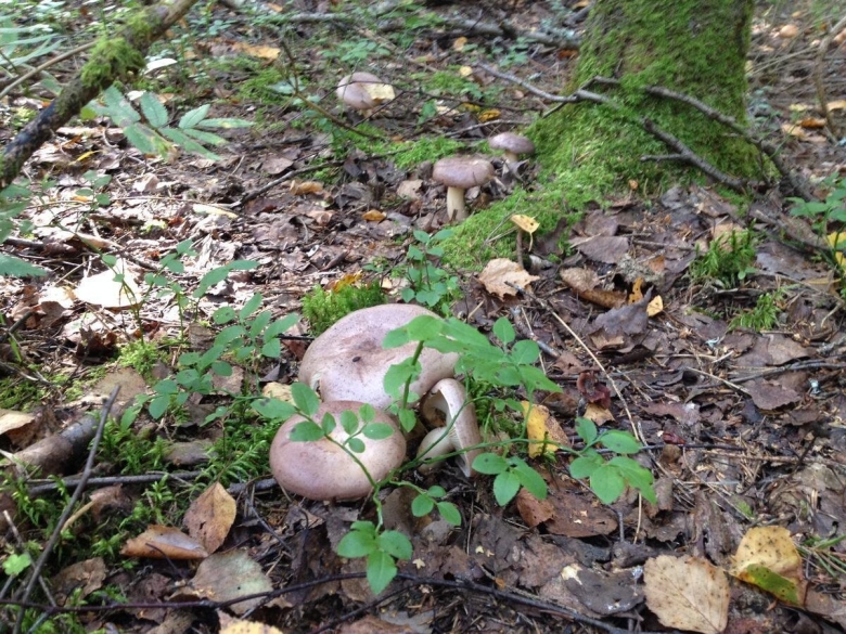 Млечник серо розовый lactarius helvus