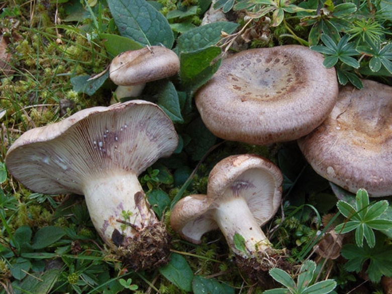 Млечник лиловеющий (lactarius violascens)