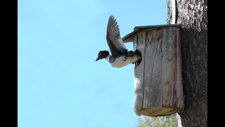 Утка гоголь гнездо
