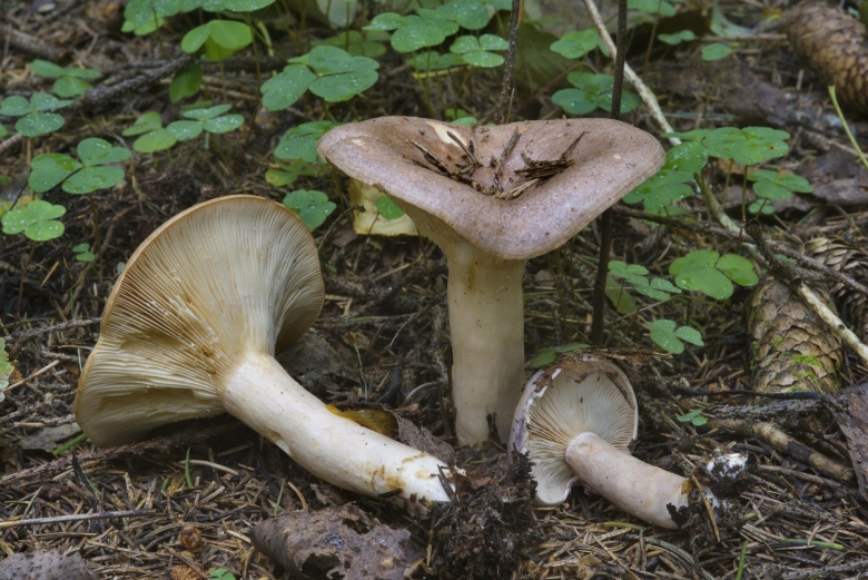 Млечник обыкновенный Гладыш