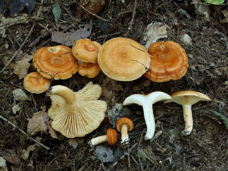 Млечник гриб Гладыш