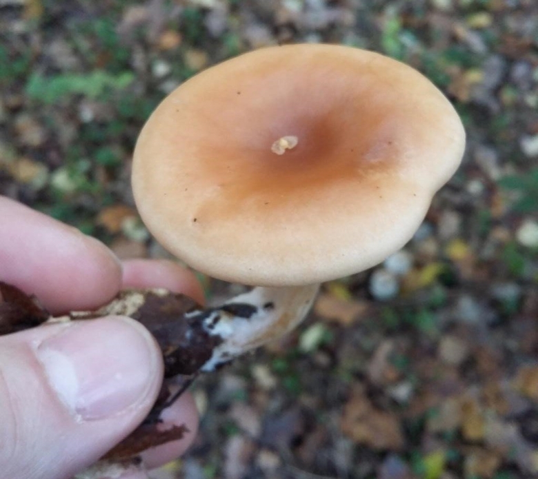 Говорушка буро желтая clitocybe gilva