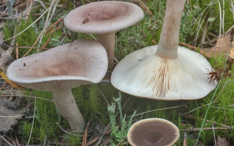 Серушка млечник