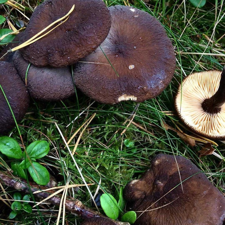 Млечник древесинный грибы