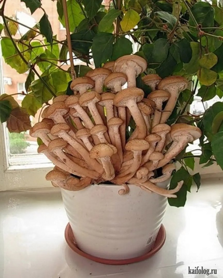 Грибы вешенки опята шампиньоны