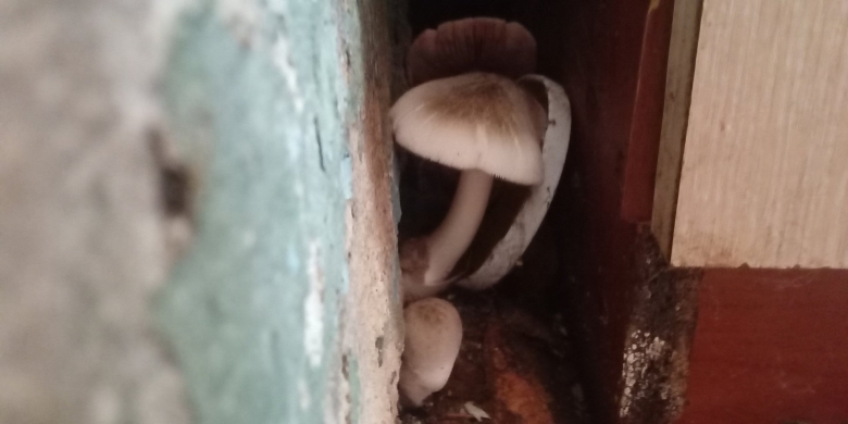 Новые виды грибов