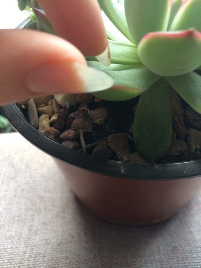 Белонавозник в цветочном горшке