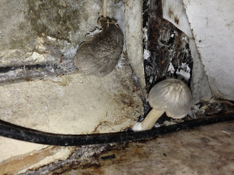 Грибы от сырости