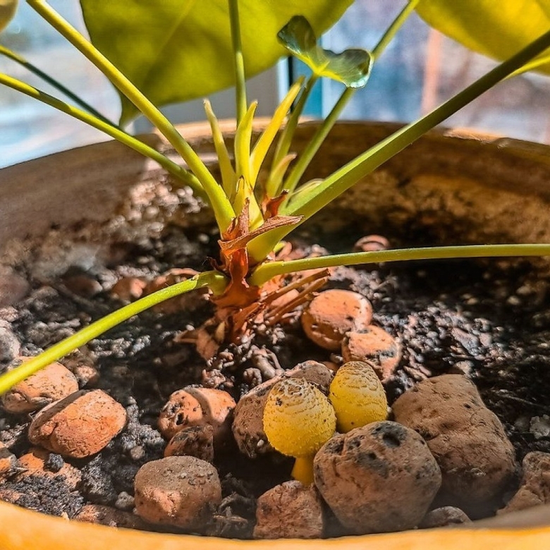 В горшке с цветком вырос желтый гриб