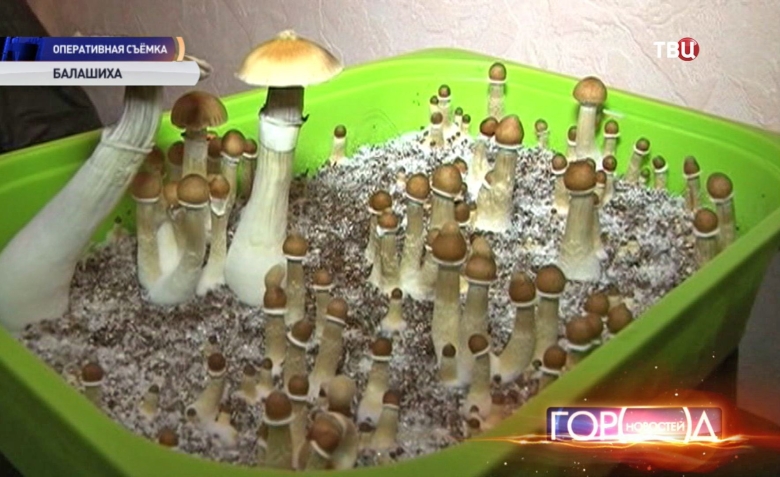 Вырастить псилоцибиновый гриб