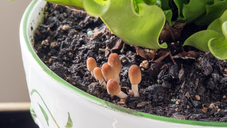 Желтые грибы в цветочном горшке