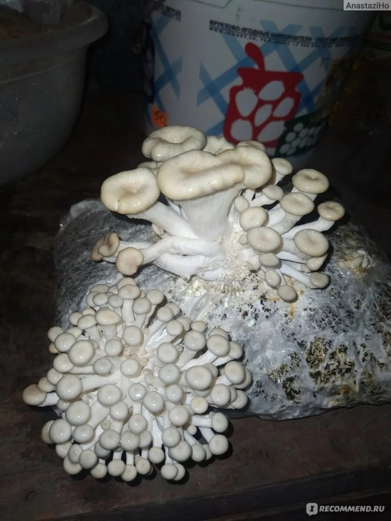 Одна ножка у гриба