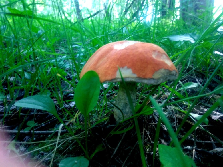 Гриб подосиновик