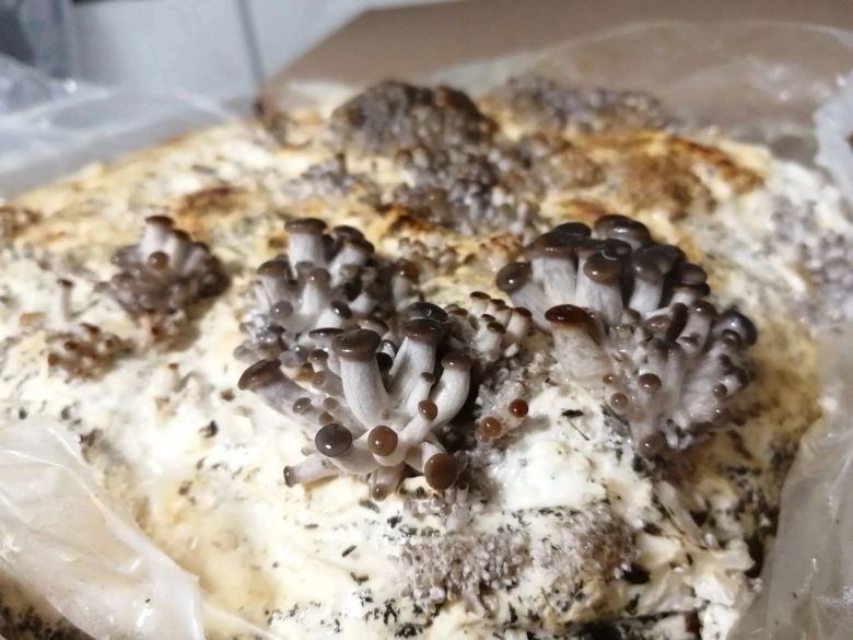 Пирожки с дикой уткой