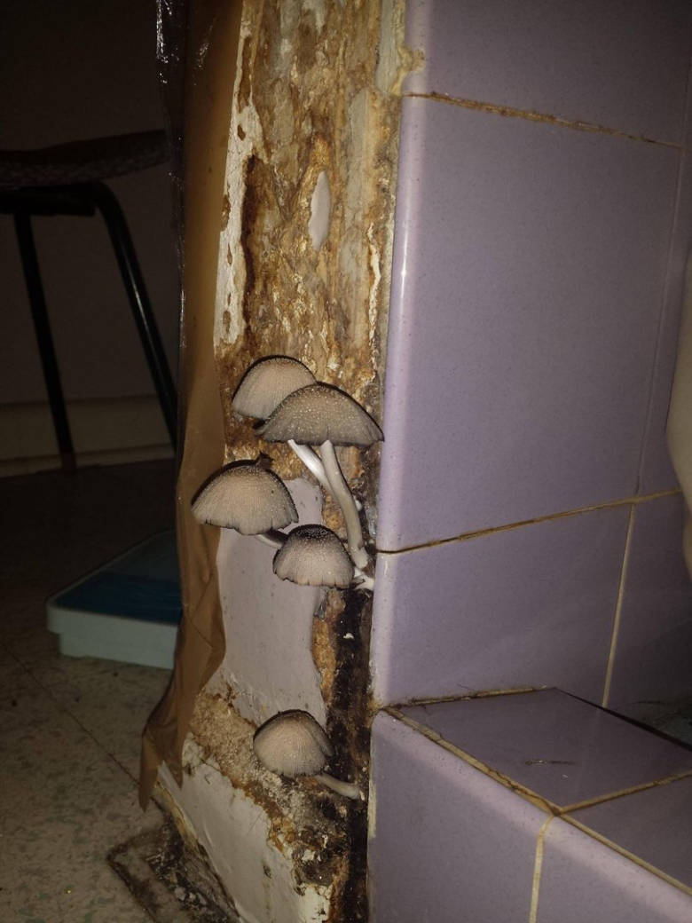 В ванной вырос гриб
