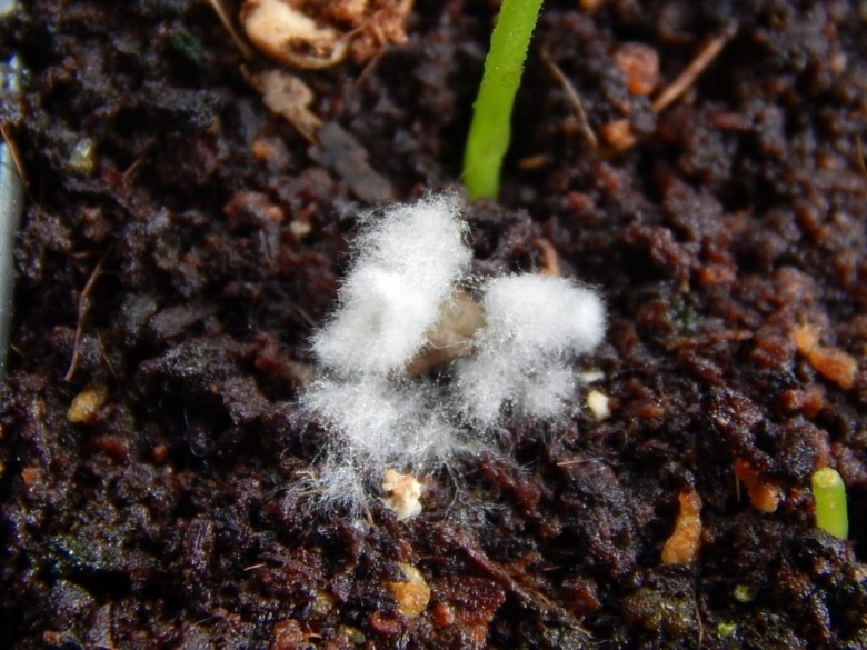 Серая плесень сеянцев