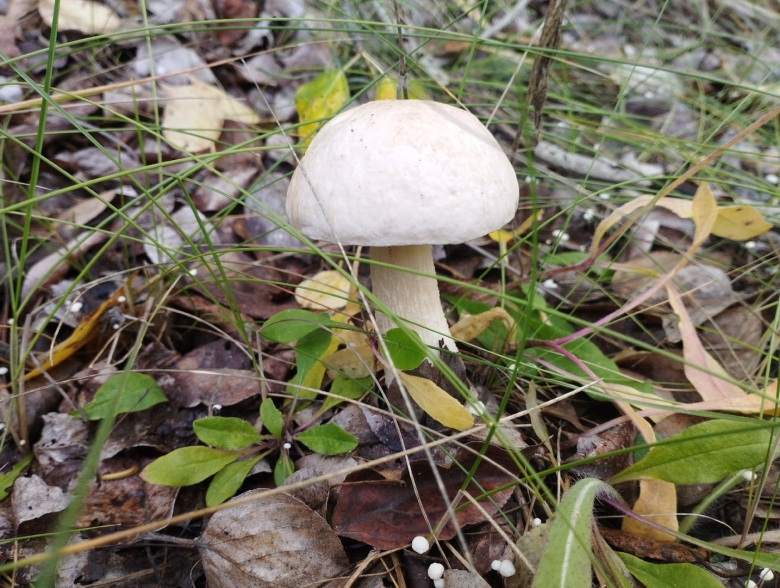 Подберезовик белый