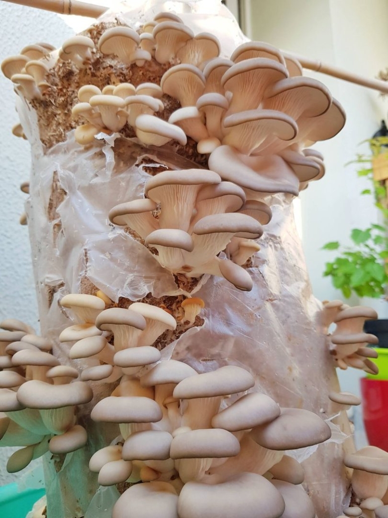 Вешенки на балконе