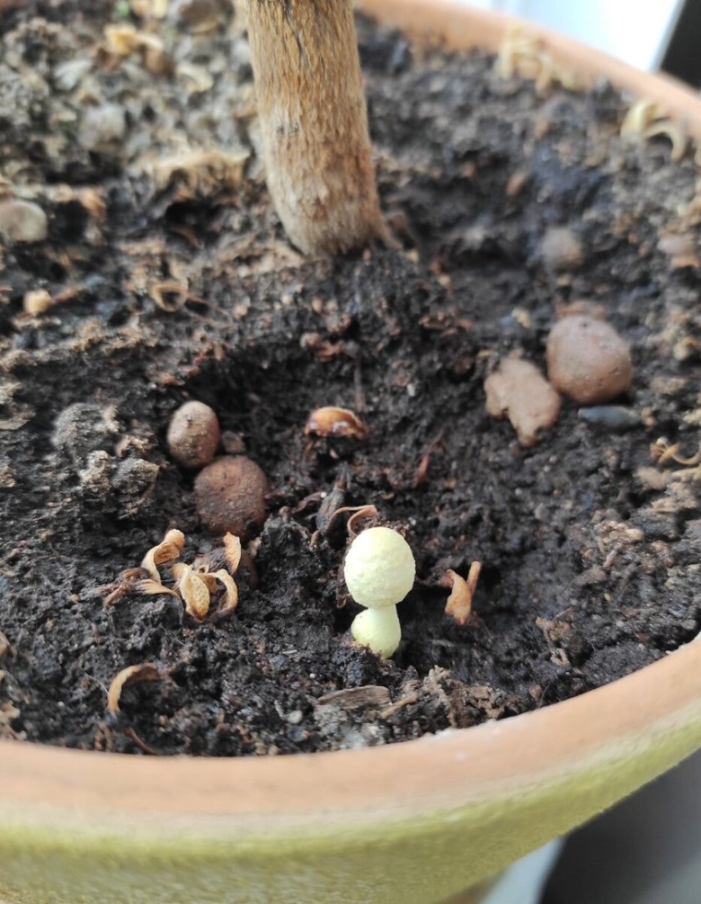 Вырос гриб в цветочном горшке