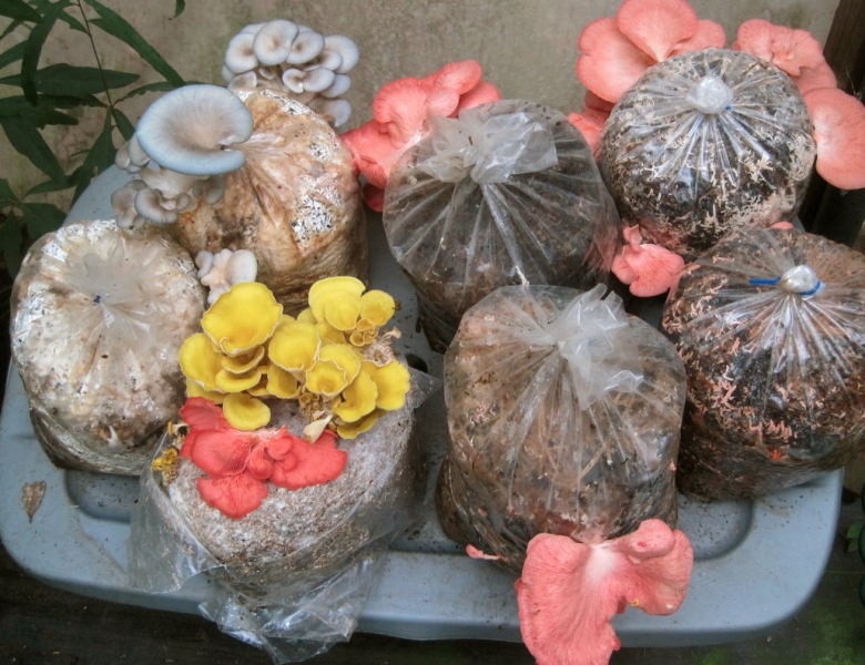 Экзотические грибы