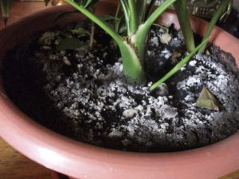 Плесень в горшках комнатных растений