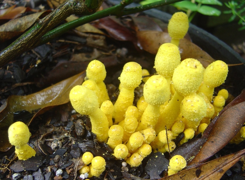 Белонавозник Бирнбаума Leucocoprinus birnbaumii
