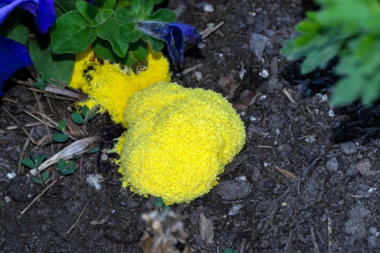 Желтая плесень chrysosporium luteum