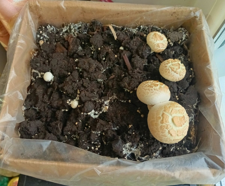 Выращивание шампиньонов в домашних условиях