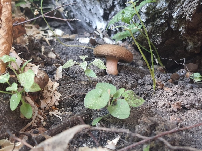 Мелких грибов