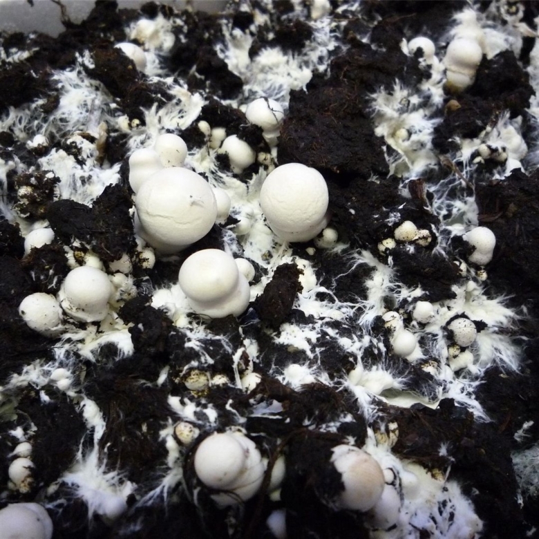 Мицелий грибов шампиньонов